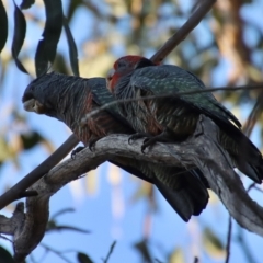 Callocephalon fimbriatum at Hughes, ACT - suppressed