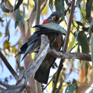 Callocephalon fimbriatum at Hughes, ACT - 21 Apr 2023