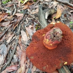 Unidentified Bolete - Fleshy texture, stem central (more-or-less) at Penrose, NSW - 25 Mar 2023 by Aussiegall