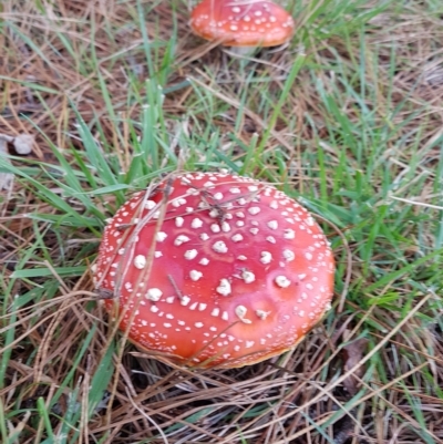 Amanita muscaria (Fly Agaric) at Penrose - 13 Apr 2023 by Aussiegall