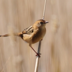 Cisticola exilis (Golden-headed Cisticola) at Coombs, ACT - 21 Apr 2023 by Harrisi