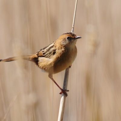 Cisticola exilis (Golden-headed Cisticola) at Molonglo River Reserve - 21 Apr 2023 by Harrisi