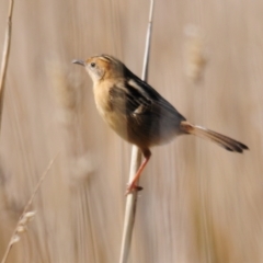 Cisticola exilis at Coombs, ACT - 21 Apr 2023