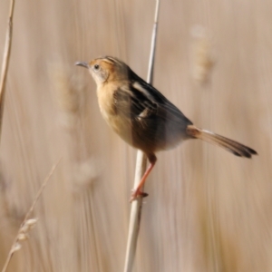 Cisticola exilis at Coombs, ACT - 21 Apr 2023