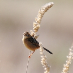 Cisticola exilis at Coombs, ACT - 21 Apr 2023