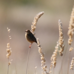 Cisticola exilis at Coombs, ACT - 21 Apr 2023