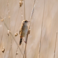 Cisticola exilis at Coombs, ACT - 21 Apr 2023