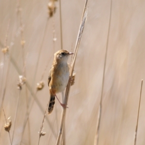 Cisticola exilis at Coombs, ACT - 21 Apr 2023