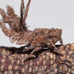 Eurybrachyidae (family) (A large broad-frons Planthopper) at Wellington Point, QLD - 18 Apr 2023 by TimL