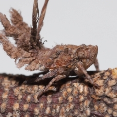 Unidentified Leafhopper or planthopper (Hemiptera, several families) at Wellington Point, QLD - 18 Apr 2023 by TimL