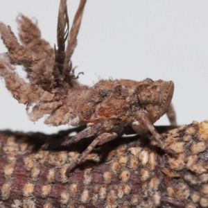 Eurybrachyidae (family) at Wellington Point, QLD - suppressed