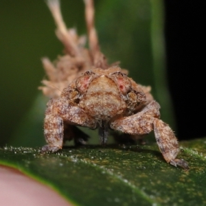 Eurybrachyidae (family) at Wellington Point, QLD - suppressed