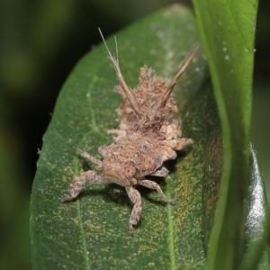 Eurybrachyidae (family) at Wellington Point, QLD - suppressed