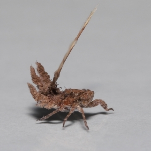 Eurybrachyidae (family) at Wellington Point, QLD - suppressed