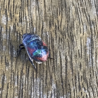 Unidentified Shield, Stink or Jewel Bug (Pentatomoidea) at Killora, TAS - 17 Apr 2023 by MattFox