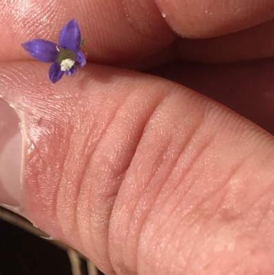 Wahlenbergia sp. (Bluebell) at Tasman National Park - 13 Apr 2023 by MattFox