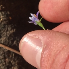Wahlenbergia sp. at Fortescue, TAS - 13 Apr 2023