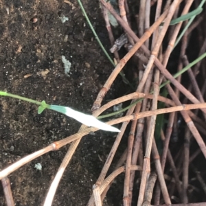 Wahlenbergia sp. at Fortescue, TAS - 13 Apr 2023 02:51 PM