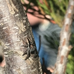 Jotus frosti (Frost's jumping spider) at Fortescue, TAS - 13 Apr 2023 by MattFox