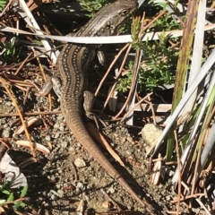 Liopholis whitii (White's Skink) at Fortescue, TAS - 13 Apr 2023 by MattFox