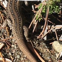 Liopholis whitii at Fortescue, TAS - 13 Apr 2023 12:30 PM