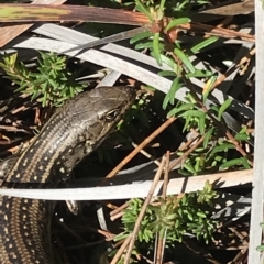 Liopholis whitii at Fortescue, TAS - 13 Apr 2023 12:30 PM