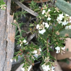 Leucopogon virgatus at Tasman National Park - 13 Apr 2023