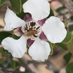 Leptospermum grandiflorum at Fortescue, TAS - 13 Apr 2023 by MattFox