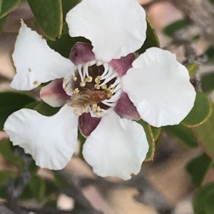 Leptospermum grandiflorum at Fortescue, TAS - 13 Apr 2023 11:52 AM