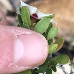 Leptospermum grandiflorum at Fortescue, TAS - 13 Apr 2023 11:52 AM