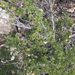 Leptospermum grandiflorum at Fortescue, TAS - 13 Apr 2023 11:52 AM