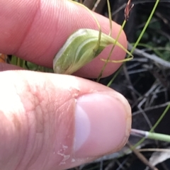 Pterostylis pedoglossa (Prawn Greenhood) at Tasman National Park - 13 Apr 2023 by MattFox