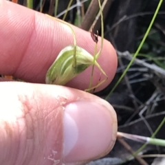 Pterostylis pedoglossa at Cape Pillar, TAS - suppressed