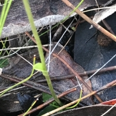 Pterostylis pedoglossa at Cape Pillar, TAS - suppressed