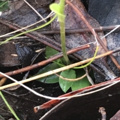 Pterostylis pedoglossa at Cape Pillar, TAS - 13 Apr 2023