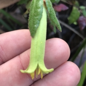 Correa reflexa at Fortescue, TAS - 13 Apr 2023