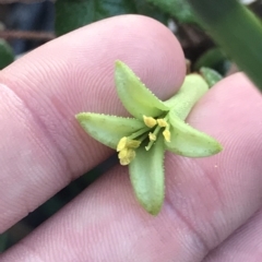 Correa reflexa at Fortescue, TAS - 13 Apr 2023