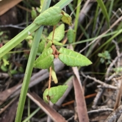 Correa reflexa at Fortescue, TAS - 13 Apr 2023 11:12 AM