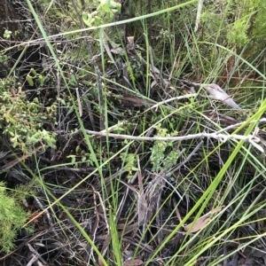 Correa reflexa at Fortescue, TAS - 13 Apr 2023