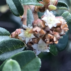 Spyridium obovatum at Fortescue, TAS - 13 Apr 2023