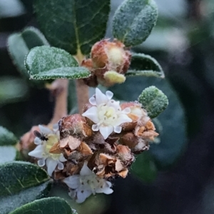 Spyridium obovatum at Fortescue, TAS - 13 Apr 2023