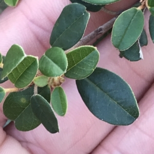 Spyridium obovatum at Fortescue, TAS - 13 Apr 2023