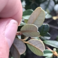 Spyridium obovatum at Fortescue, TAS - 13 Apr 2023