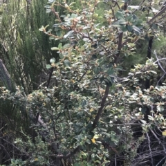 Spyridium obovatum at Fortescue, TAS - 13 Apr 2023