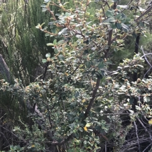 Spyridium obovatum at Fortescue, TAS - 13 Apr 2023