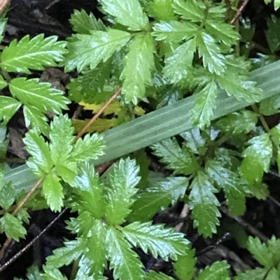 Acaena novae-zelandiae (Bidgee Widgee) at Cape Pillar, TAS - 13 Apr 2023 by MattFox