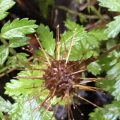 Acaena novae-zelandiae at Cape Pillar, TAS - 13 Apr 2023