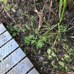 Acaena novae-zelandiae at Cape Pillar, TAS - 13 Apr 2023