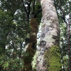 Nothofagus cunninghamii at Cape Pillar, TAS - 13 Apr 2023