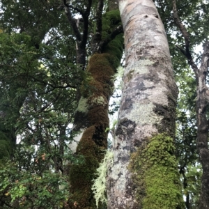Nothofagus cunninghamii at Cape Pillar, TAS - 13 Apr 2023 09:15 AM